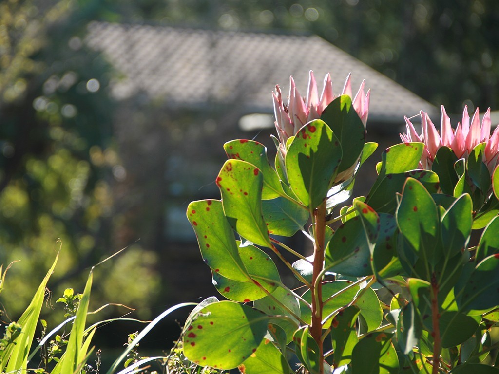 Hermanus Lagoon Edge Accommodation